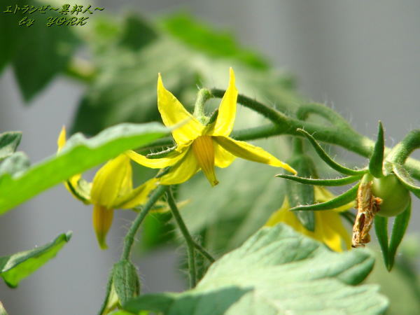 0943�ȥޥȤβ�110604