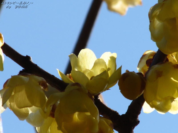 2013����������Х�170204