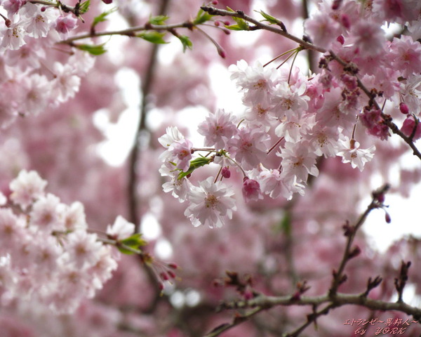 �ɻ桡0789�����٤ο��޿���1280��1024