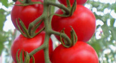 宮じいのどうまいミニ