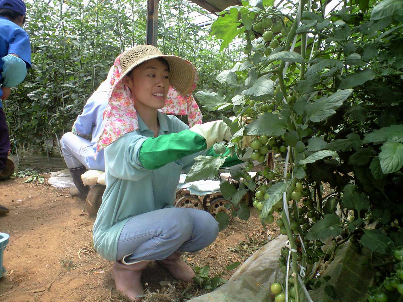 ミニトマト 摘心 喜美農園 よろこびのうえん
