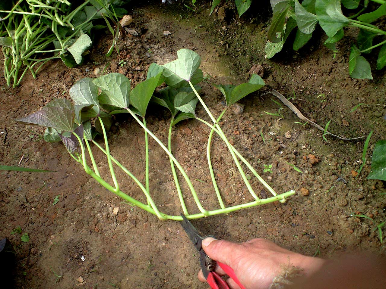 発芽させたサツマイモ「安納芋」苗の植え付け | Futtutyの菜園ブログ - 楽天ブログ