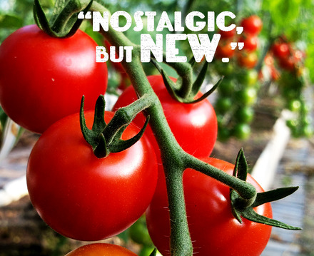 宮じいのミニトマト