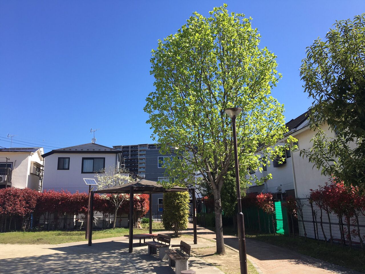 近所の公園