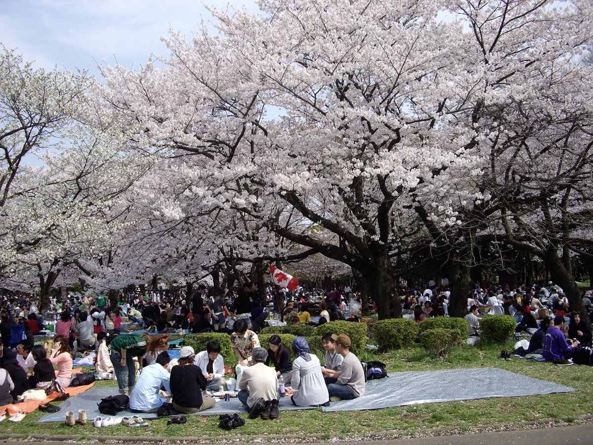 代々木公園お花見風景