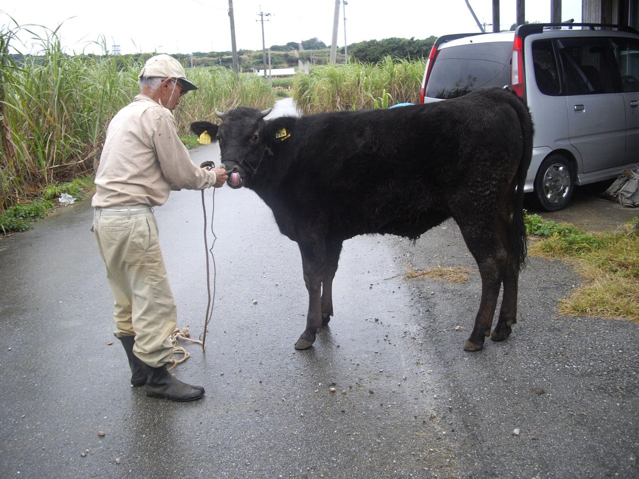父と牛