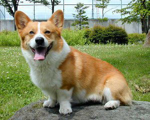 w_corgi_pembroke1