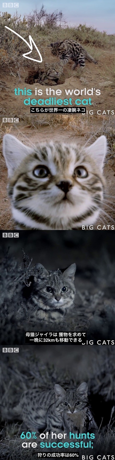 この地球上で最も獰猛で危険なネコ 恐ろしく愛くるしい姿に心を狩られてしまう人続出wwwwww アトリビュート海外 この地球上で最も獰猛で危険なネコ 恐ろしく愛くるしい姿に心を狩られてしまう人続出wwwwww アトリビュート海外