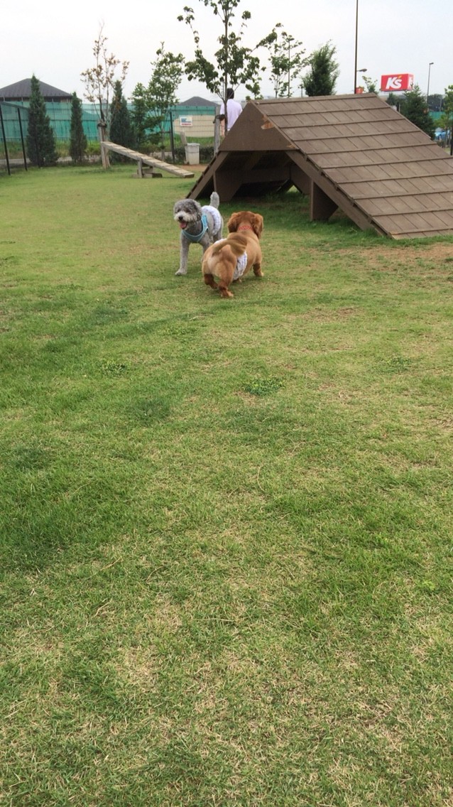 無料ドッグラン カインズホーム浦和美園 ドッグラン 孤独のグルメっ娘