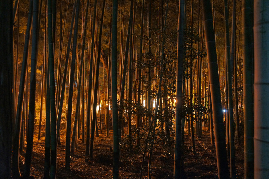 夜散歩のススメ1311 夜のかぐや姫 大宮の竹林 夜散歩のススメ 夜散歩のススメ1311 夜のかぐや姫 大宮の竹林 夜散歩のススメ