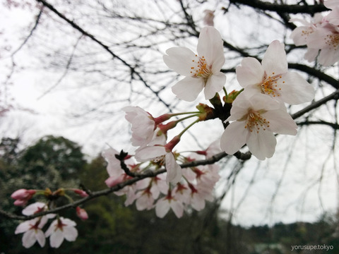 sakura桜_スペイン語勉強会「ヨルスペ」2016