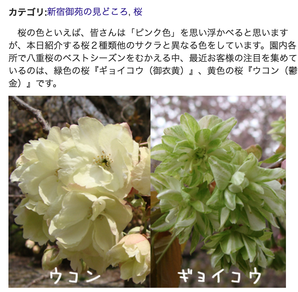 花びらの色が変化する桜 御衣黄 をご存知ですか ヨルスペ 新宿御苑前のスペイン語教室 花びらの色が変化する桜 御衣黄 をご存知ですか ヨルスペ 新宿御苑前のスペイン語教室