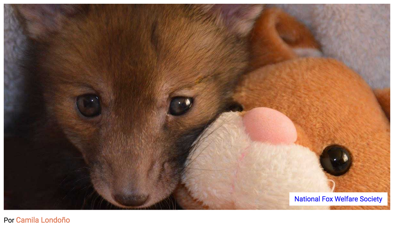 保護されたきつねの可愛いエピソード ヨルスペ 新宿御苑前のスペイン語教室