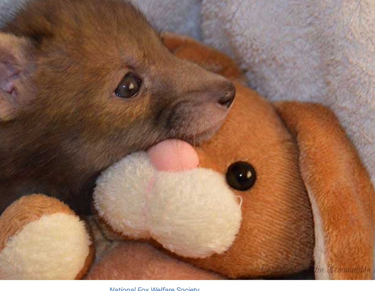 保護されたきつねの可愛いエピソード ヨルスペ 新宿御苑前のスペイン語教室