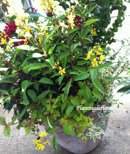 観葉植物ベンジャミン バロックとペンタスの秋の寄せ植え The Planting Works 寄せ植え作品集