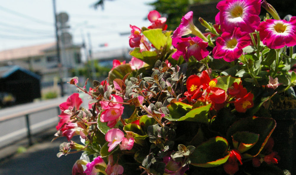 赤 のテーマカラーを作る時のワンポイント ハンギングバスケット ペチュニアとベゴニア The Planting Works 寄せ植え作品集