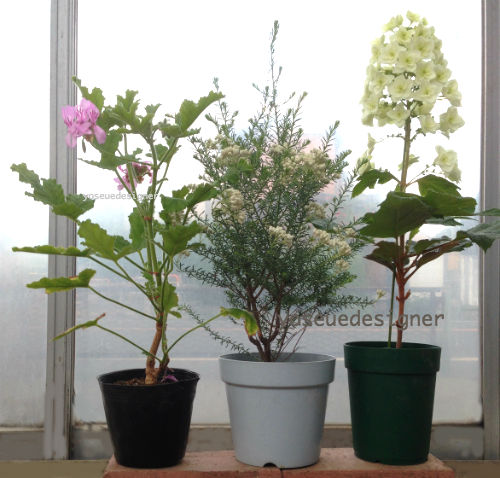 カシワバ紫陽花とライスフラワーの白い寄せ植えで蒸れないようにたくさん植える苗選び方法 The Planting Works 寄せ植え 作品集