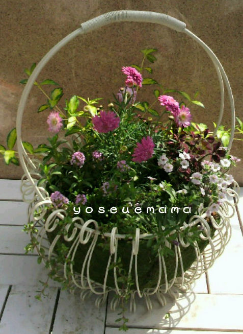 八重マーガレットと宿根カスミソウで大人可愛いワイヤーバスケットを寄せ植えしました The Planting Works 寄せ植え作品集