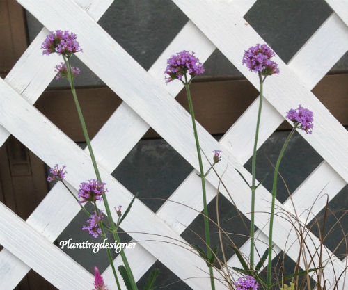 ペチュニア アンティークとバーベナ ボナリエンシスの夏向け寄せ植え The Planting Works 寄せ植え作品集