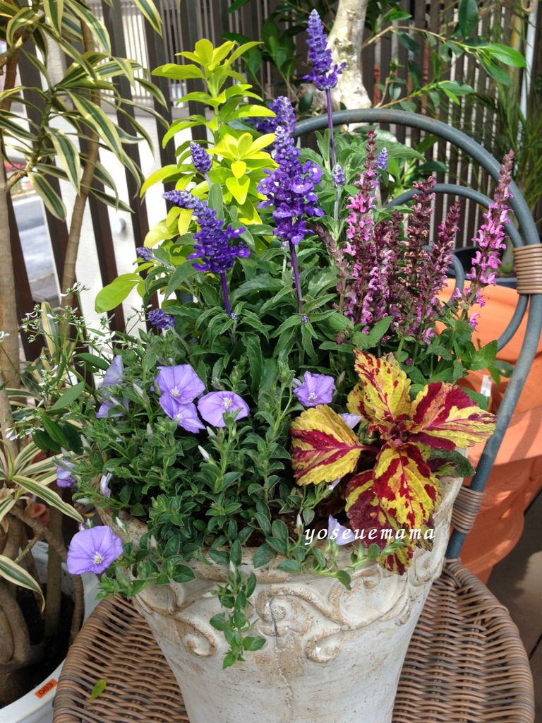 ブルーサルビアとコンボルブルスの寄せ植えでデザイン思考を変える方法 The Planting Works 寄せ植え作品集