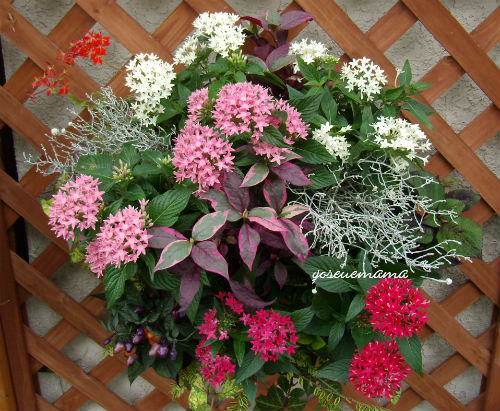 ペンタスのグラデーションを楽しむ秋のハンギングバスケット The Planting Works 寄せ植え作品集