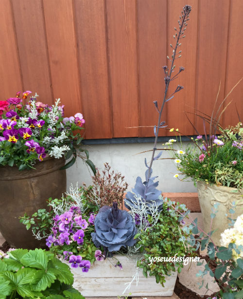 ハボタンとミニバラ グリーンアイスのシックな寄せ植えに木製プランターを使ってみました The Planting Works 寄せ植え 作品集 ハボタンとミニバラ グリーンアイスのシックな寄せ植えに木製プランターを使ってみました The Planting Works 寄せ植え 作品集