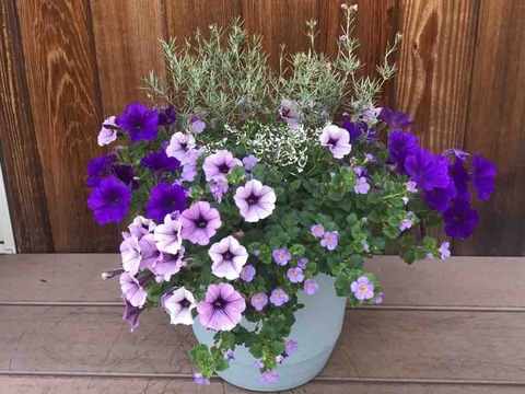 サフィニアでアンティークな寄せ植え おうちでお花見 初夏に向けたコンテナガーデンの作り方 The Planting Works 寄せ植え 作品集 サフィニアでアンティークな寄せ植え おうちでお花見 初夏に向けたコンテナガーデンの作り方 The Planting Works 寄せ植え 作品集