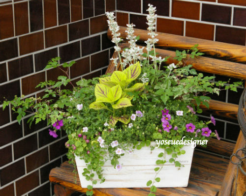 白ファリナセアと斑入りノブドウで横長プランターに広がりある寄せ植えを作りました The Planting Works 寄せ植え作品集 白ファリナセアと斑入りノブドウで横長プランターに広がりある寄せ植えを作りました The Planting Works 寄せ植え作品集