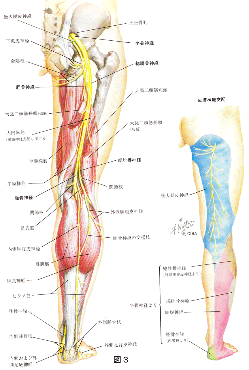 腰痛 2 麻布ぼだい樹クリニックのブログ 腰痛 2 麻布ぼだい樹クリニックのブログ