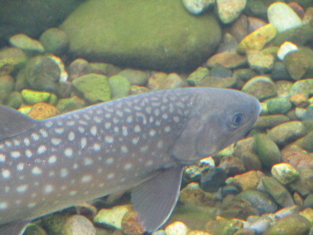 淡水魚専門! 温泉街の小さな水族館『北の大地の水族館』 : Res-C