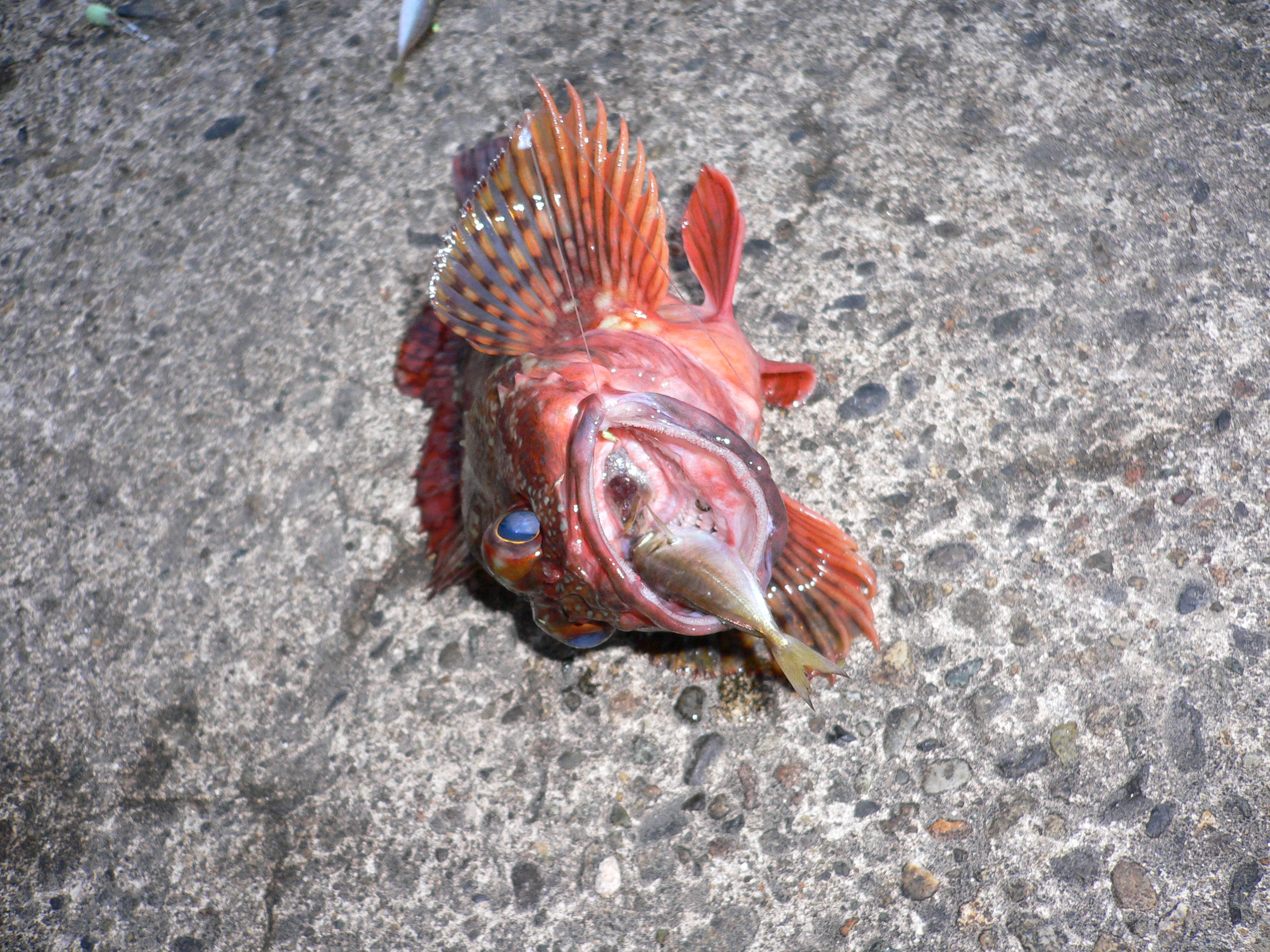 福井県にて採集 素晴らしき淡水魚