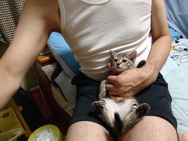 妻と娘か旅行で犬猫と留守番 ヨシー日記 今日の出来事