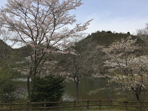 春の古法華公園 : 葦の気づきノート