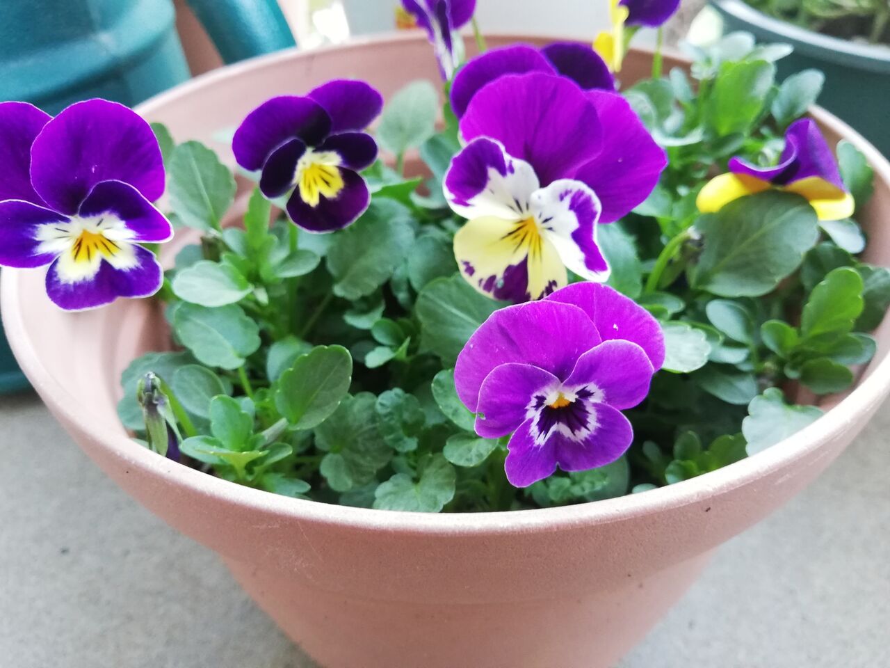 ビオラに違う種類の花がつく理由は 先祖返りとは 節約ママのこだわり掃除 ビオラに違う種類の花がつく理由は 先祖返りとは 節約ママのこだわり掃除