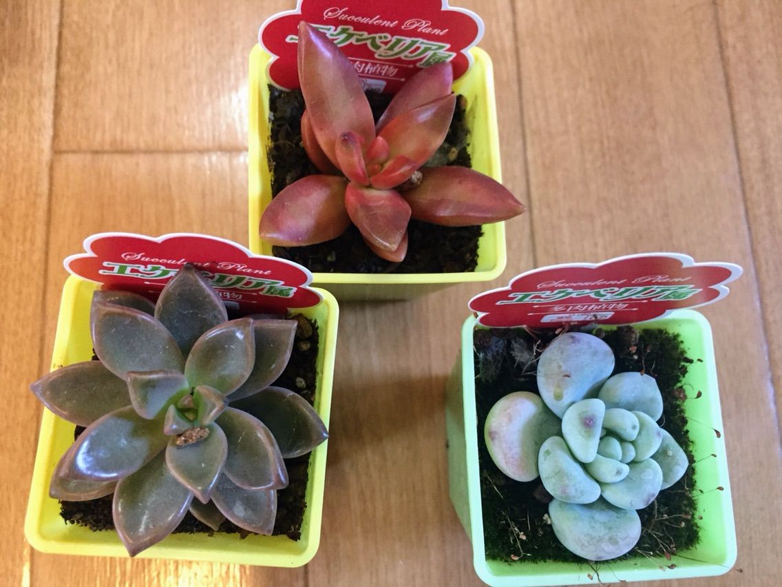 可愛い多肉植物たちをダイソーで購入 ガーデニング用品が安い 節約ママのこだわり掃除 可愛い多肉植物たちをダイソーで購入 ガーデニング用品が安い 節約ママのこだわり掃除
