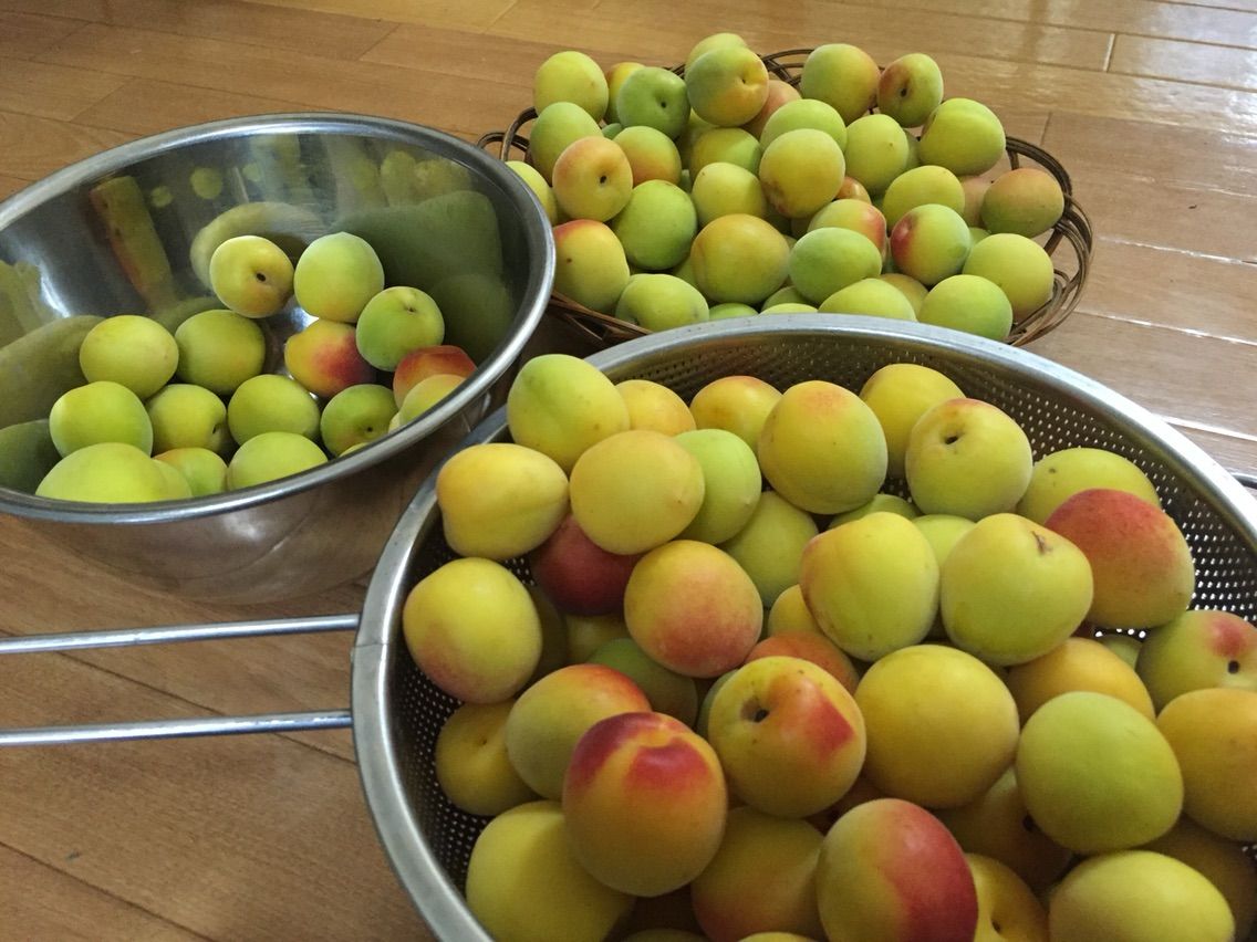 梅雨を楽しむ さしす梅干しと梅干しの仕込みをしました 節約ママのこだわり掃除