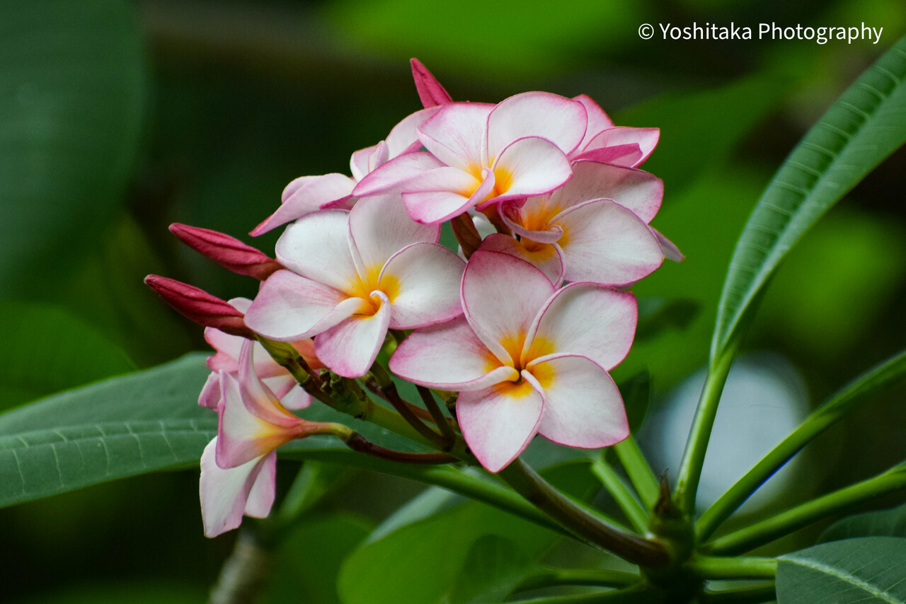 ベトナム花図鑑 プルメリア ベトナム写真館
