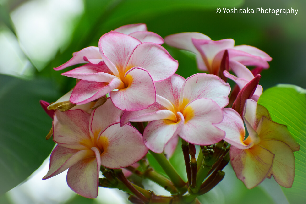ベトナム花図鑑 プルメリア ベトナム写真館