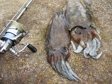 パイレーツ オブ Fish Scratch パイレーツ オブ Fish Scratch
