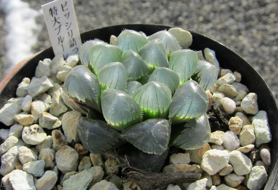 【激安】オブツーサ ブルーレンズ　大株・小粒　鉢付き植えたまま　極上品　高級 激安】オブツーサ ブルーレンズ 大株・小粒 鉢付き植えたまま 極上品 高級