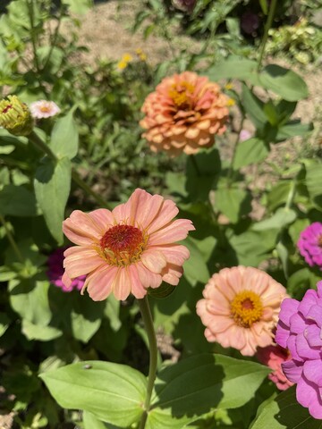 IMG_0956