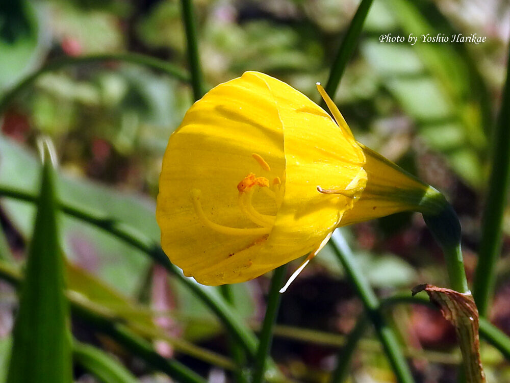 ペチコート水仙 スイセン よっちゃんの道草散歩