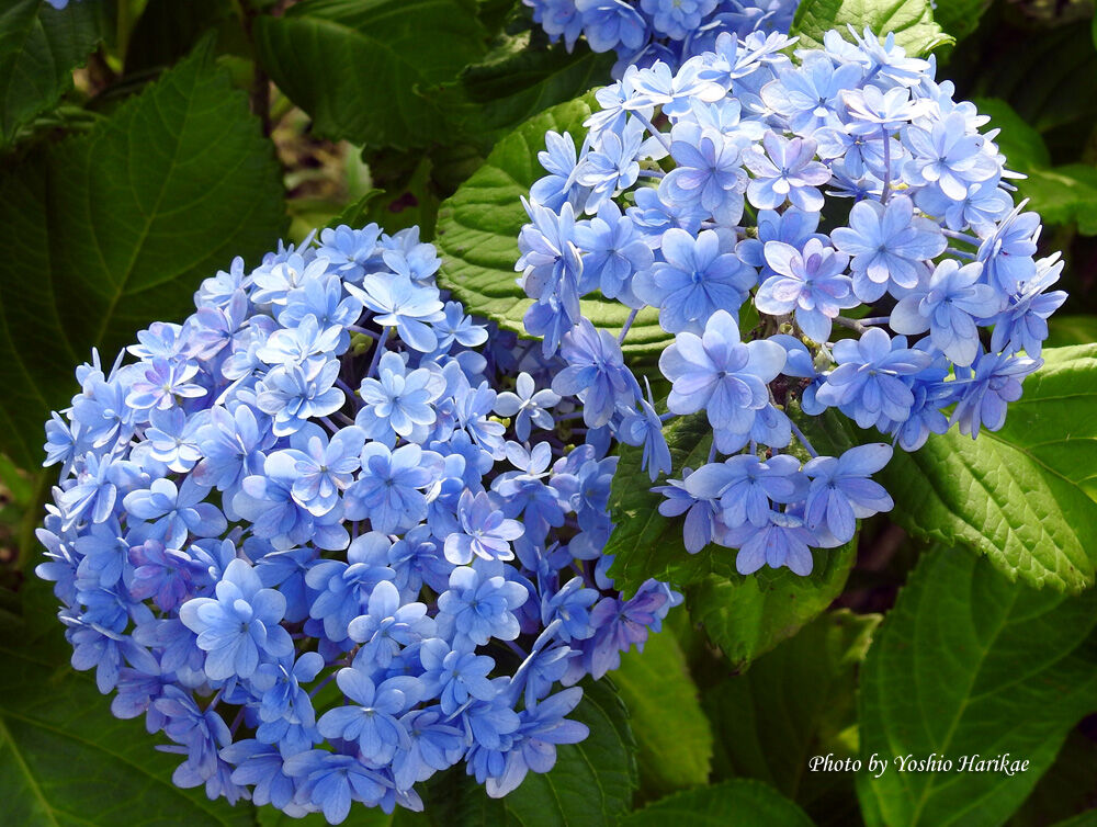 紫陽花 アジサイ てまりてまり よっちゃんの道草散歩