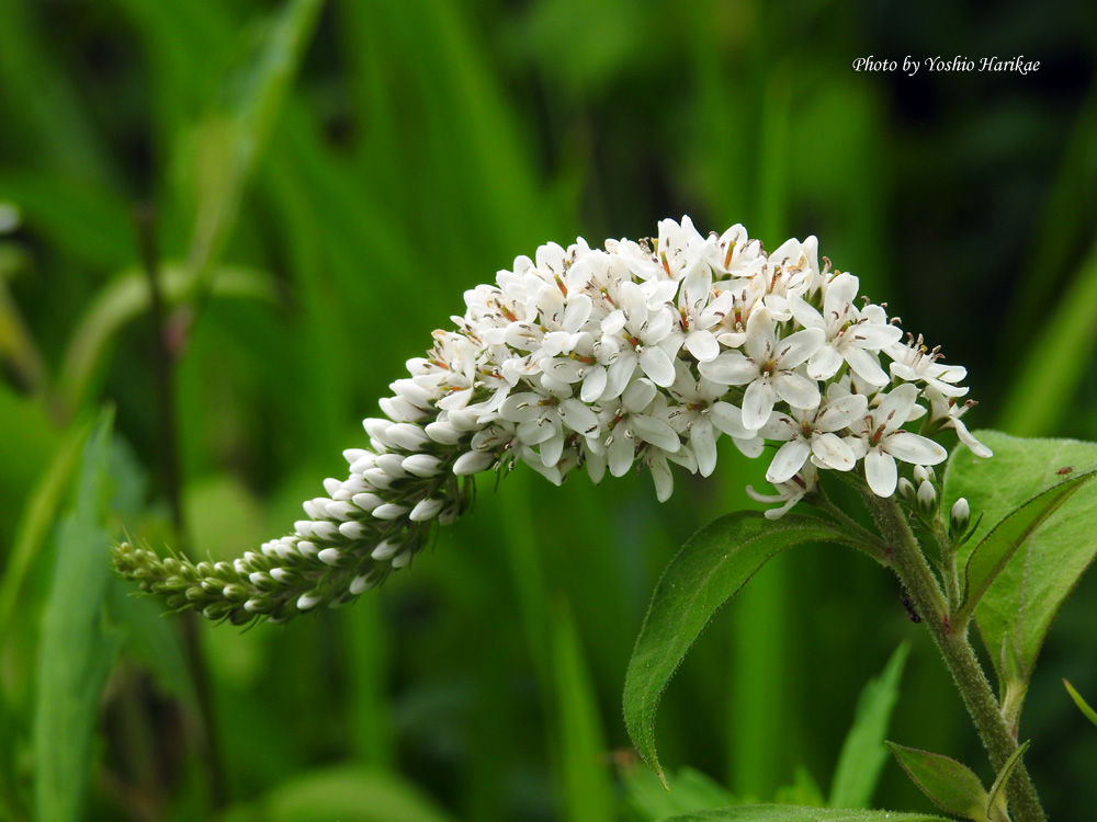 丘虎の尾 オカトラノオ よっちゃんの道草散歩