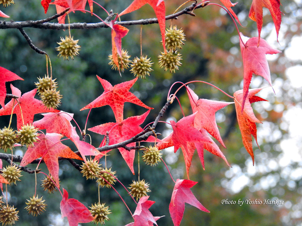紅葉葉楓