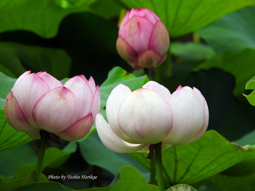 第５回 蓮 ハス よっちゃんの道草散歩