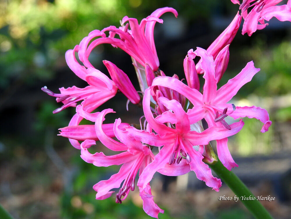 リコリス ヒガンバナの仲間 ピンク よっちゃんの道草散歩