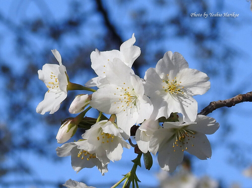 桜 サクラ 白い花 よっちゃんの道草散歩 桜 サクラ 白い花 よっちゃんの道草散歩