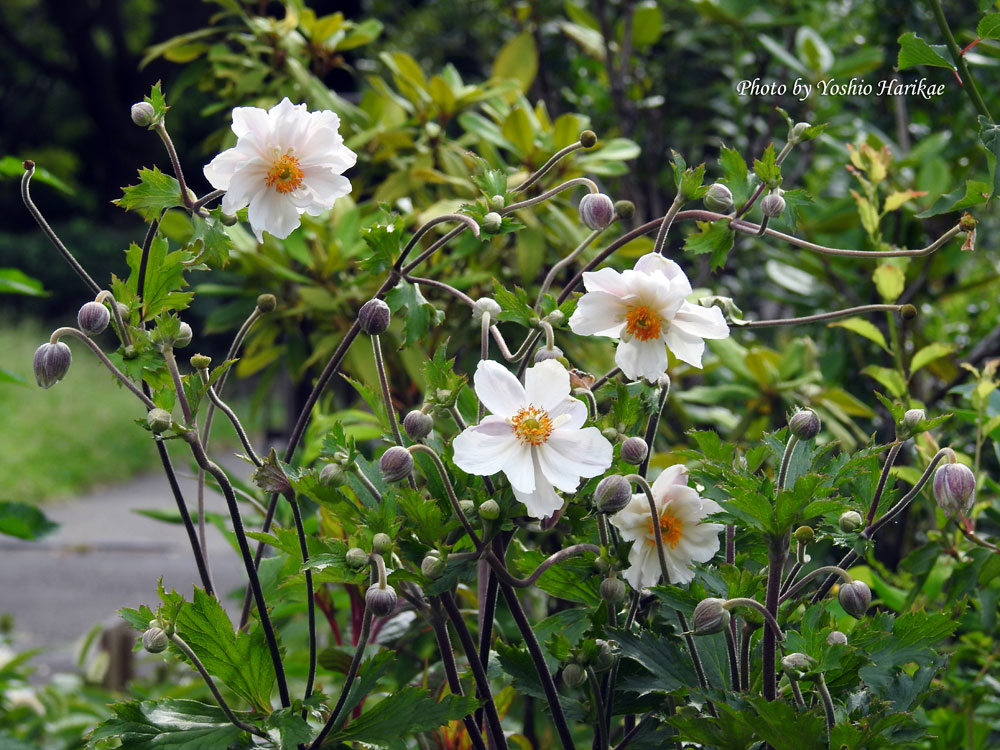 秋明菊 シュウメイギク 白 よっちゃんの道草散歩
