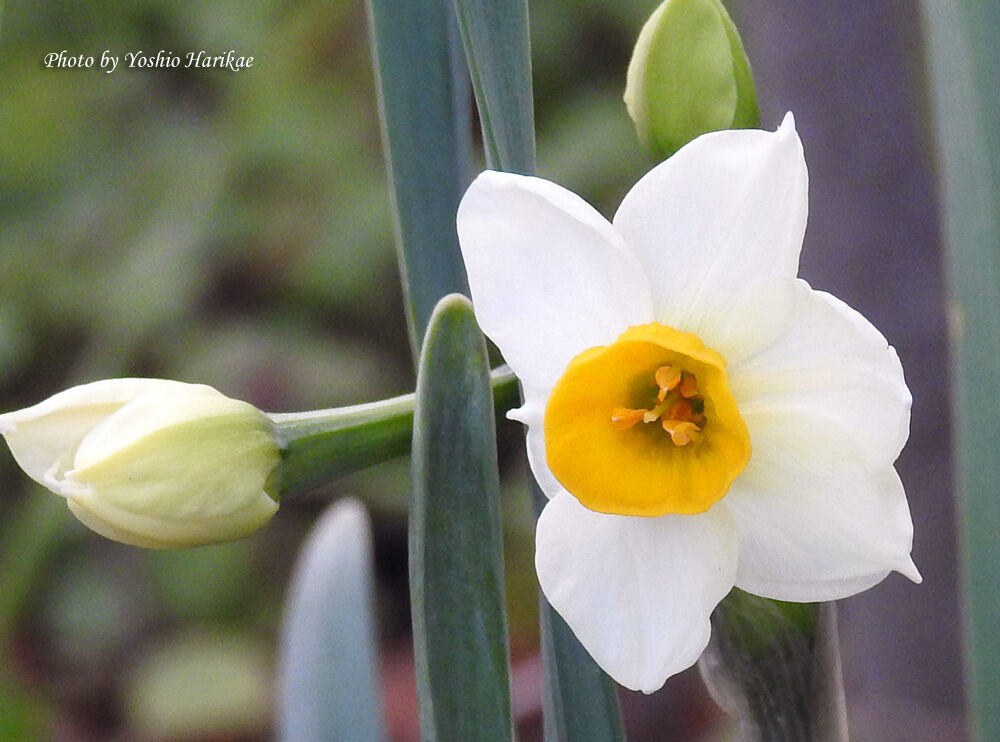 日本水仙 ニホンスイセン よっちゃんの道草散歩